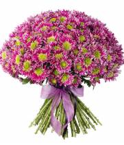 51 branch of Chrysanthemum lilac-white