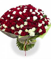 301 red and white rose