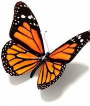 butterfly Monarch