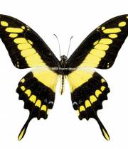 butterfly Thoas