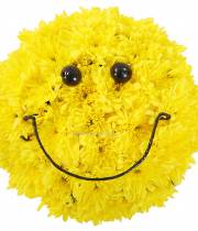 Smile of the sun from chrysanthemum