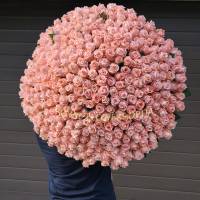 333 pink roses