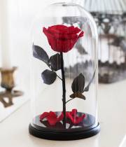 Long-lived live red rose