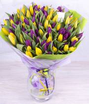 101 yellow and purple tulip