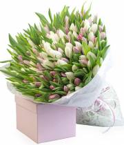 151 white and pink tulip
