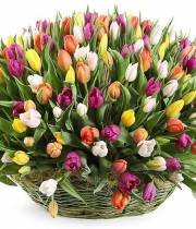 251 Bouquet of tulips Mix