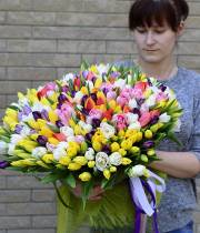 301 tulip - multi-colored