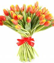 51 red-yellow tulip